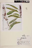 Polypodium percussum image