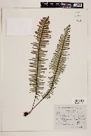 Polypodium plumula image