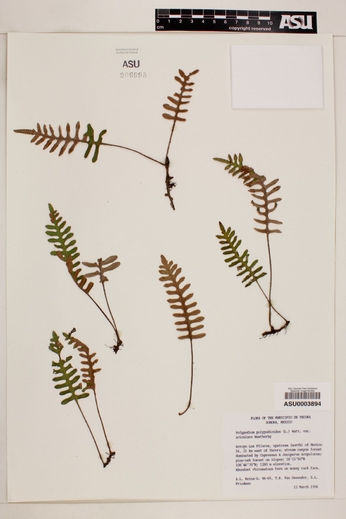 Polypodium polypodioides image