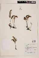 Polypodium polypodioides image