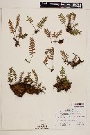 Polypodium polypodioides image