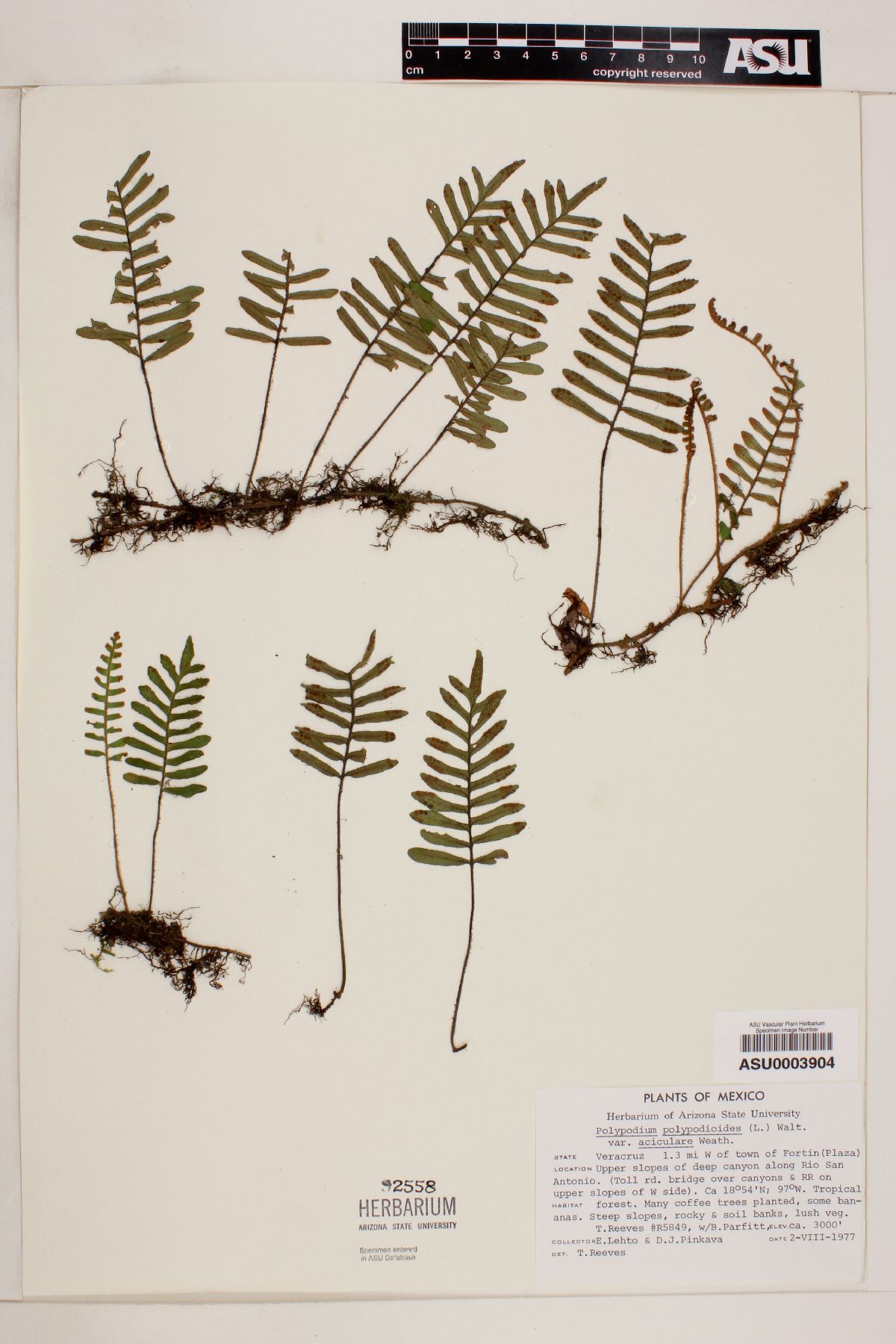 Polypodium polypodioides image