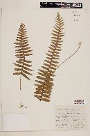 Polypodium rhodopleuron image