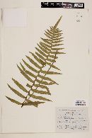 Polypodium rhodopleuron image