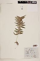 Polypodium rhodopleuron image