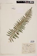 Polypodium rhodopleuron image
