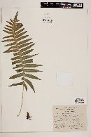 Polypodium rhodopleuron image