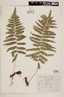 Polypodium subpetiolatum image