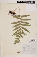 Polypodium subpetiolatum image