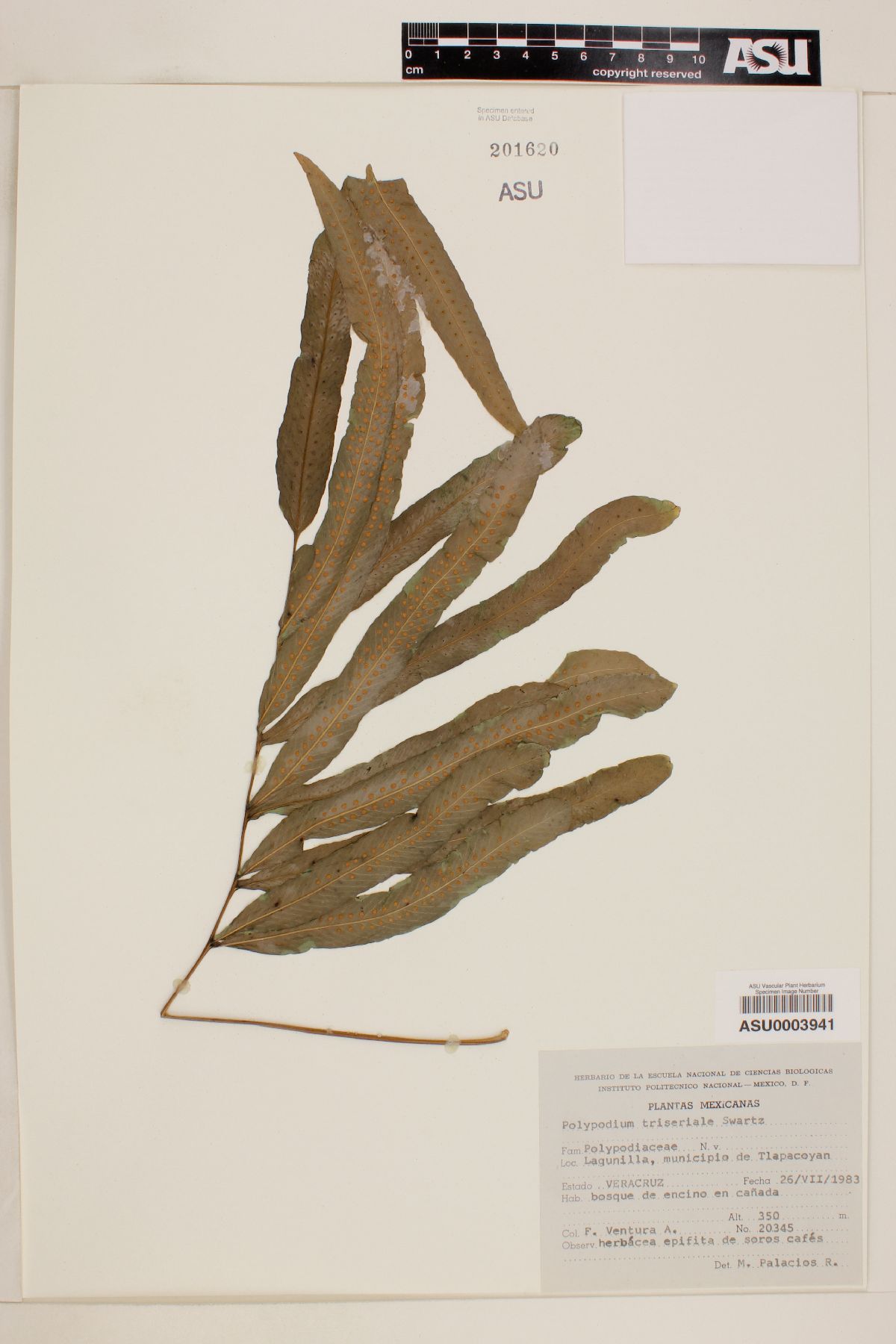Polypodium triseriale image