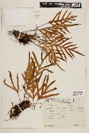 Polypodium angustum image