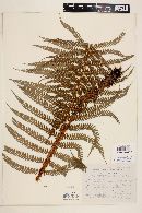 Polystichum distans image