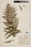 Polystichum ordinatum image