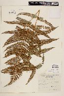 Polystichum rachichlaena image