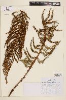 Polystichum talamancanum image