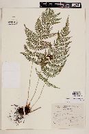 Polystichum turrialbae image