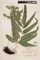 Pteris denticulata image