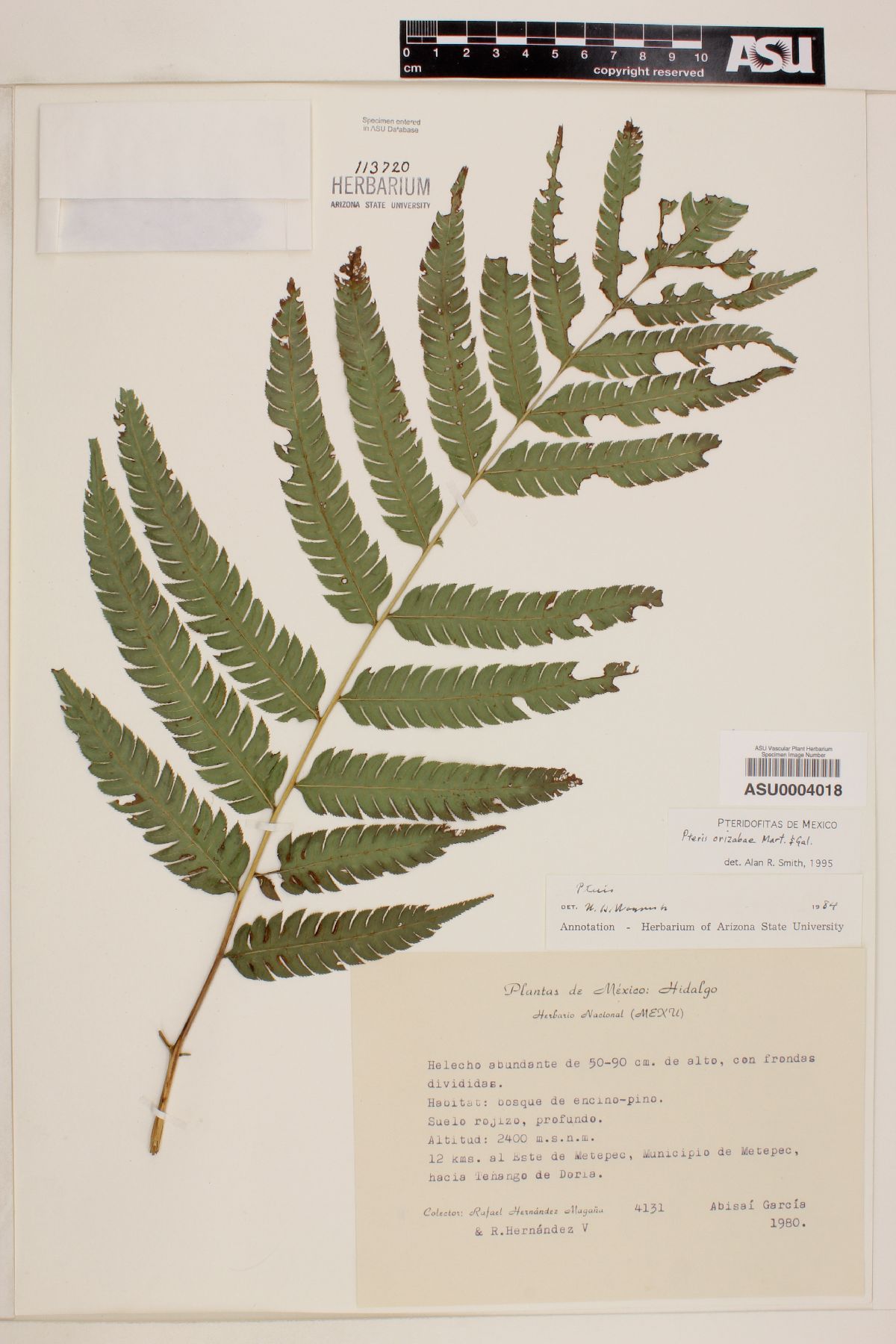 Pteris orizabae image