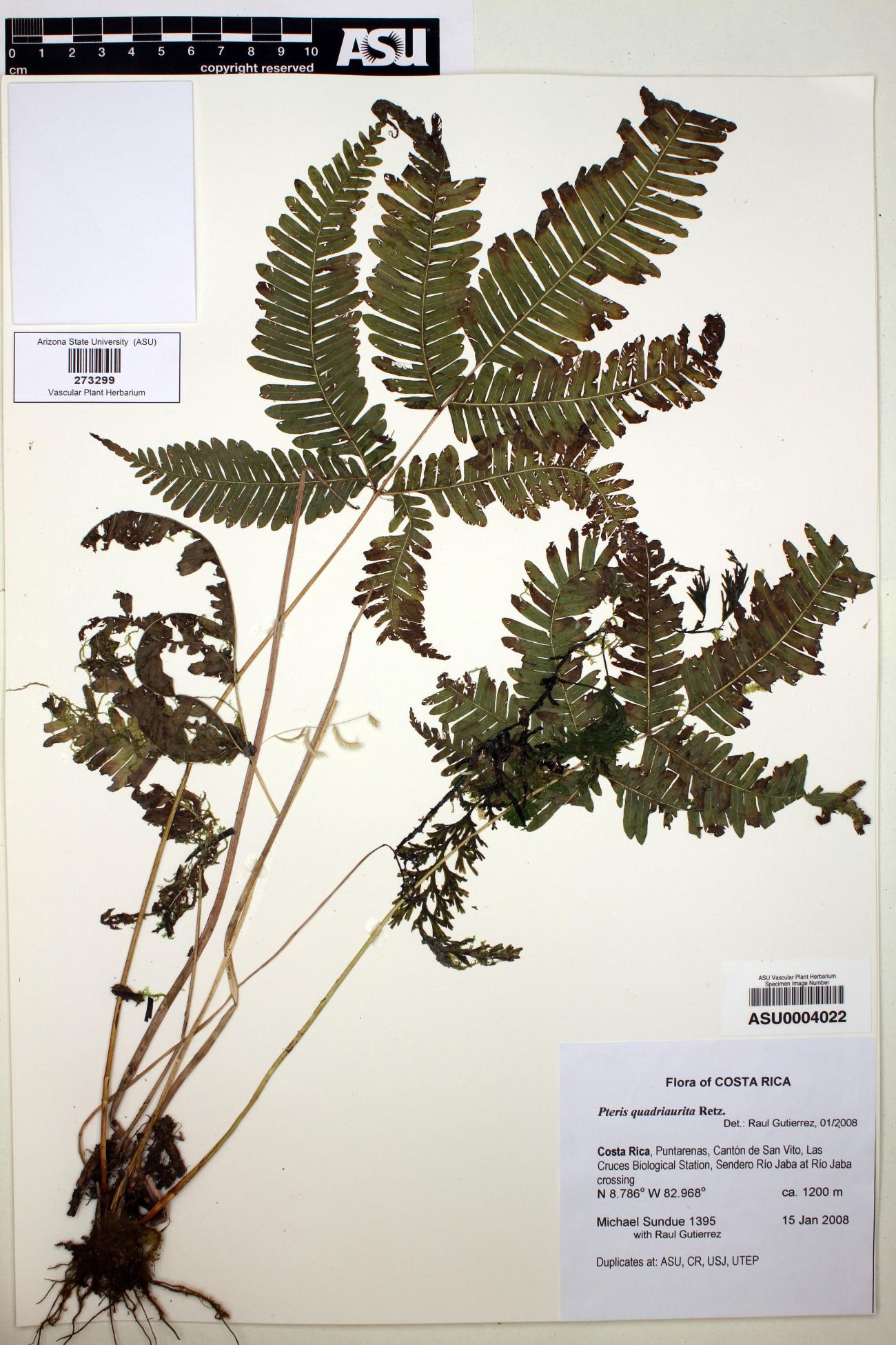 Pteris image