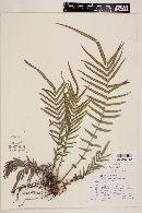 Pteris vittata image