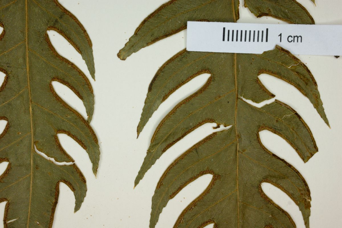 Pteris aculeata image