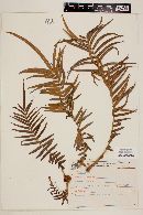 Pteris vittata image