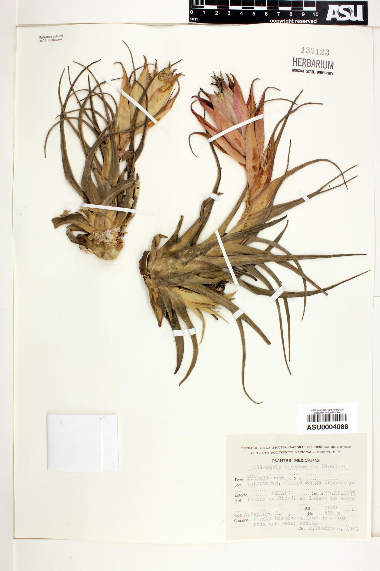 Tillandsia benthamiana image