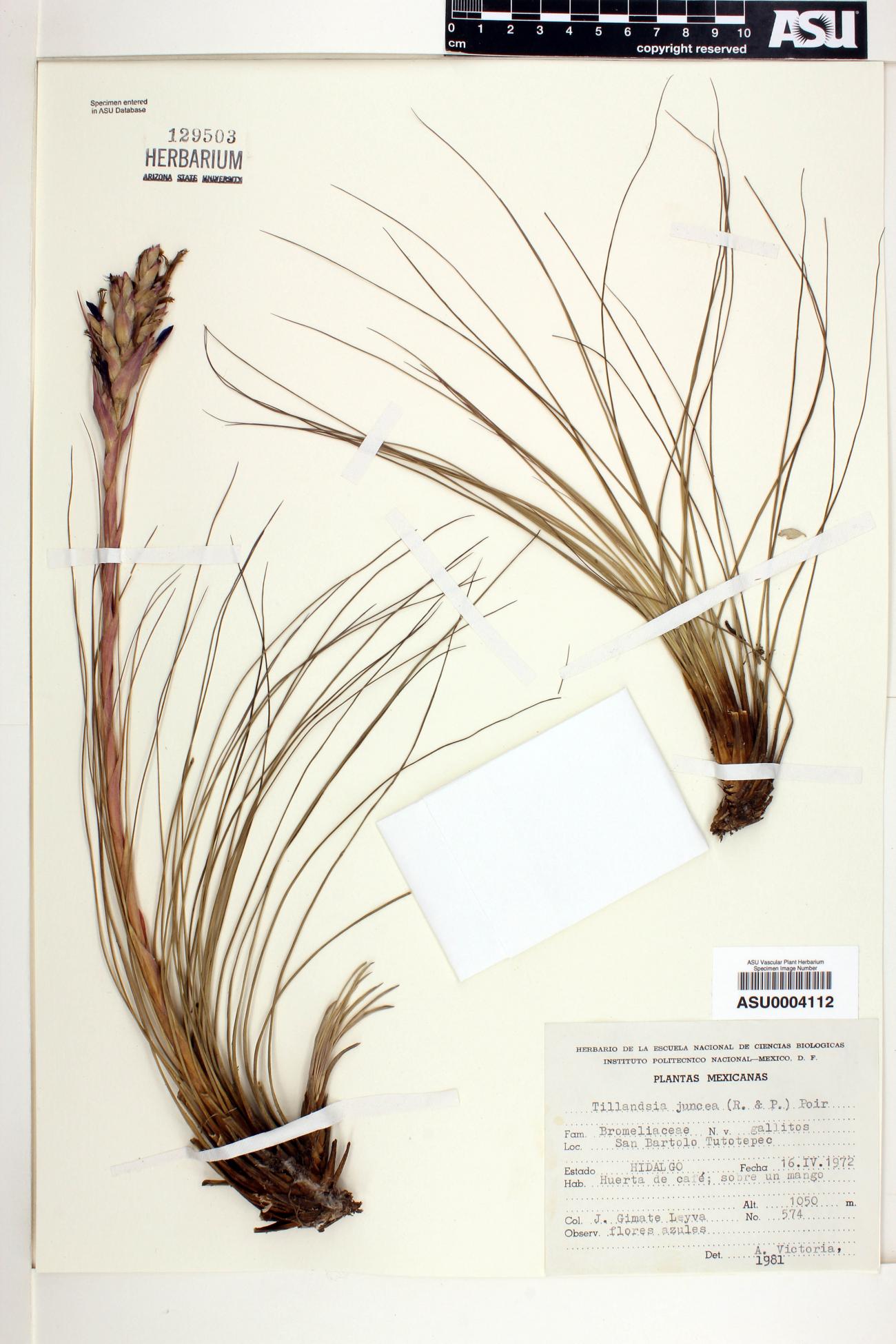 Tillandsia juncea image