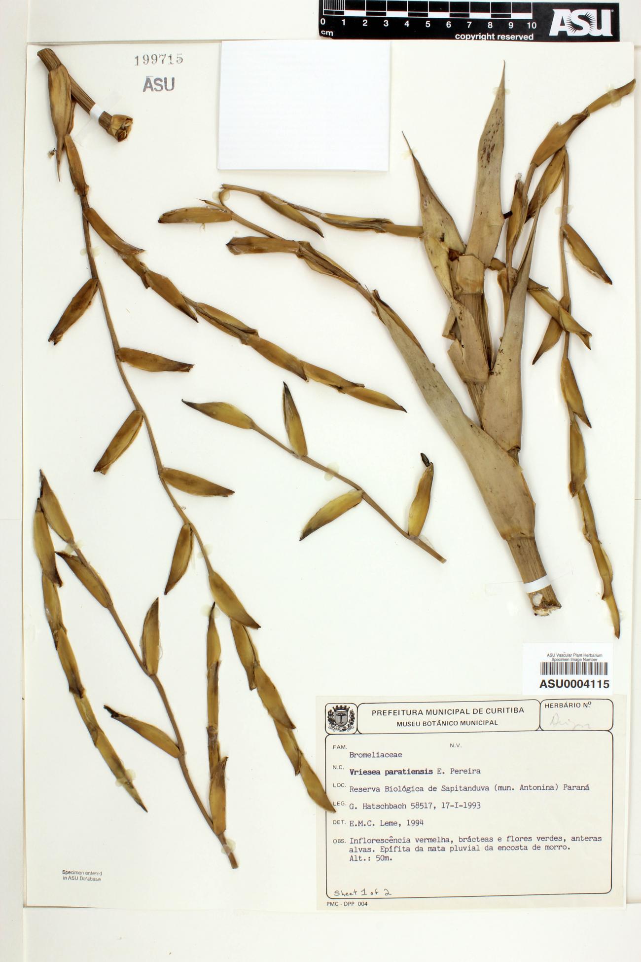 Vriesea paratiensis image