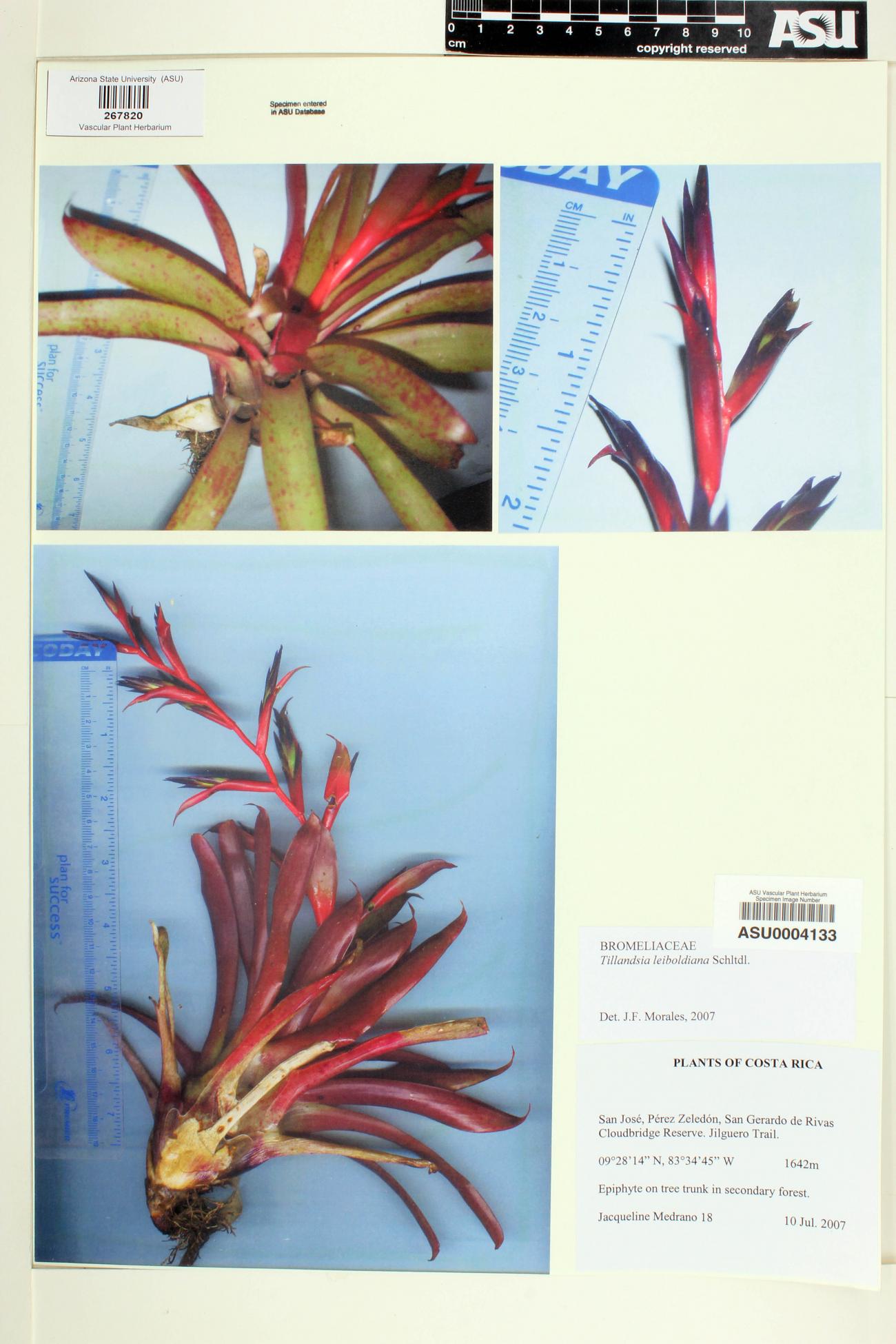 Tillandsia leiboldiana image