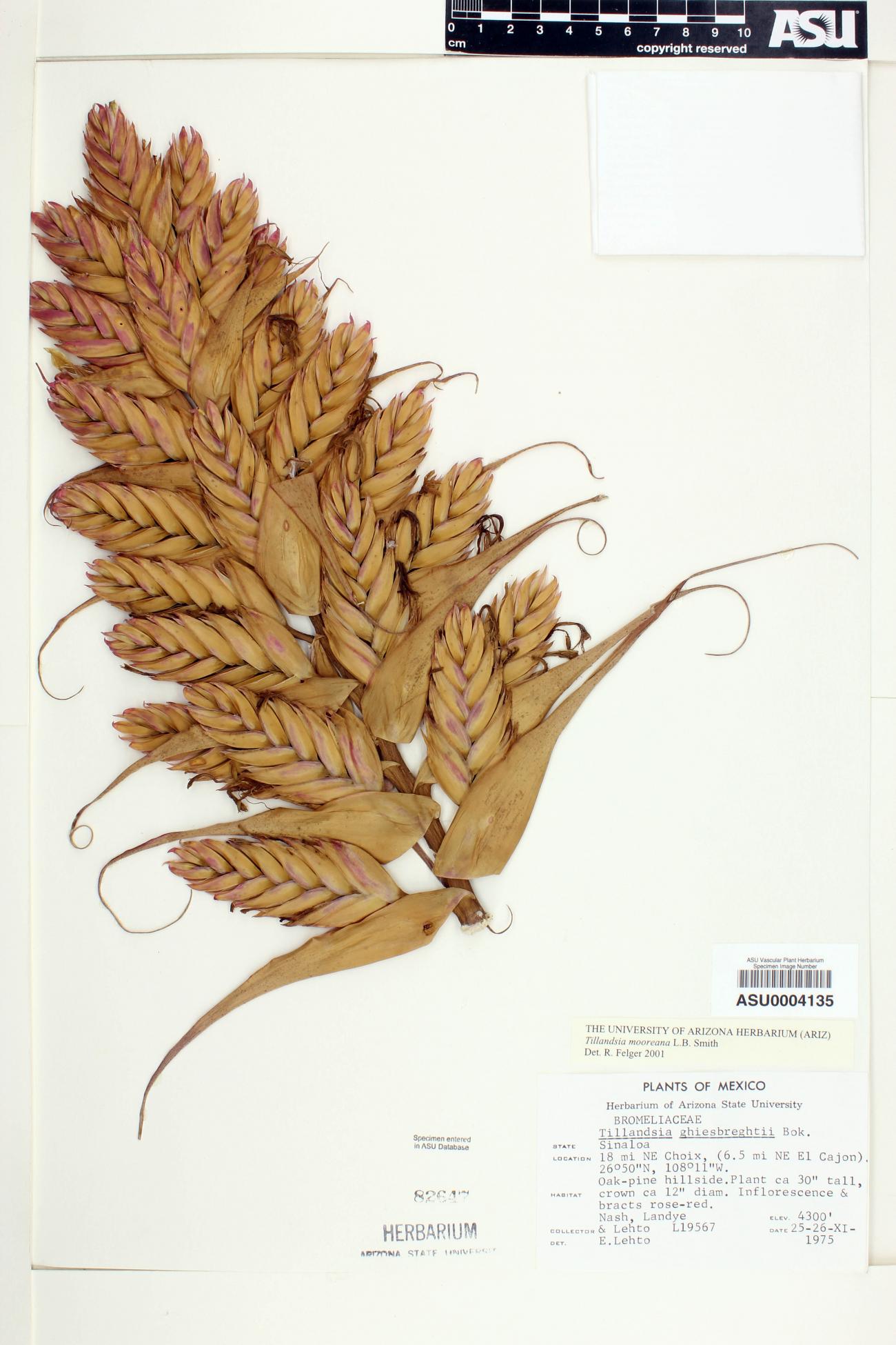 Tillandsia ghiesbreghtii image