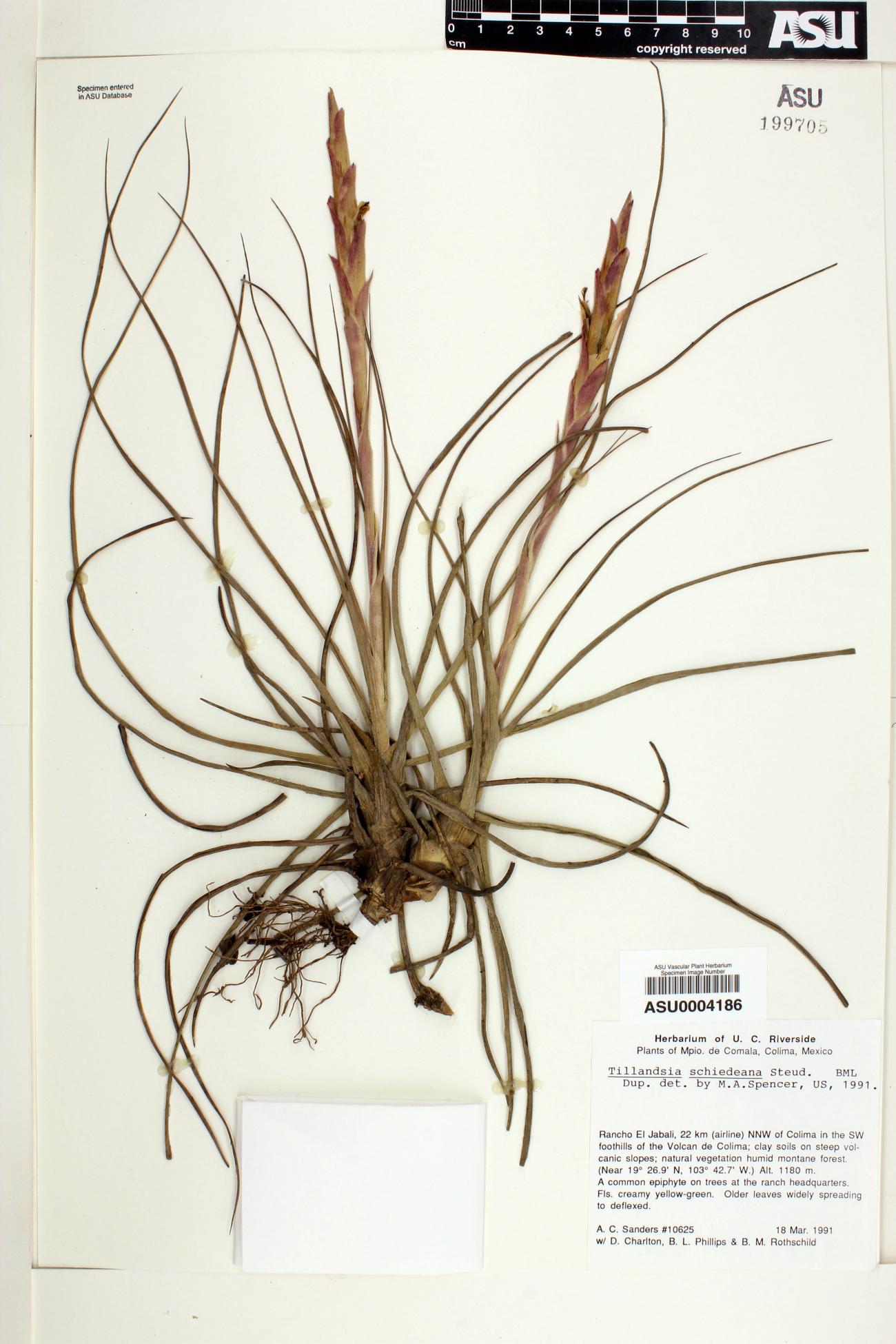 Tillandsia schiedeana image