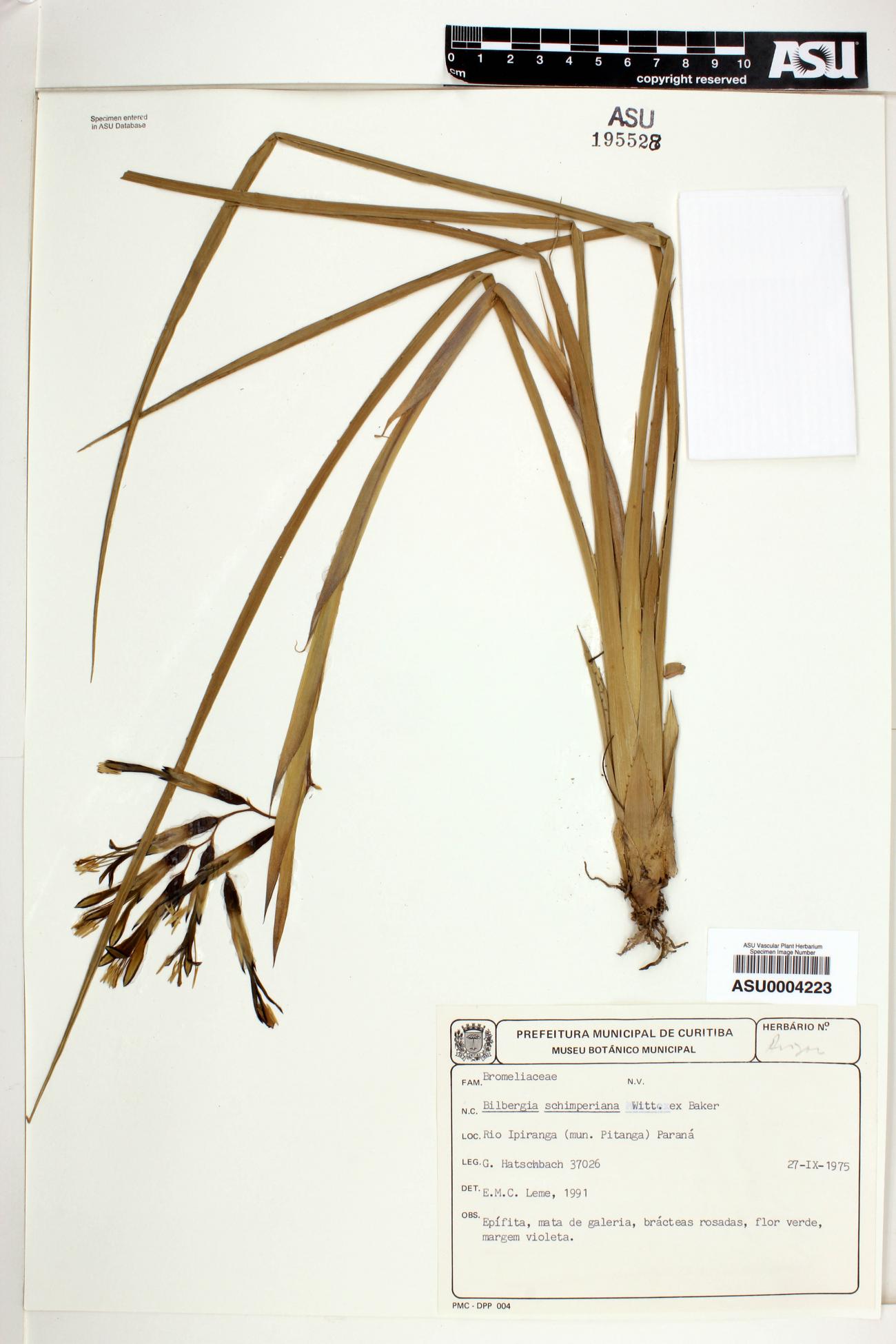 Bilbergia image