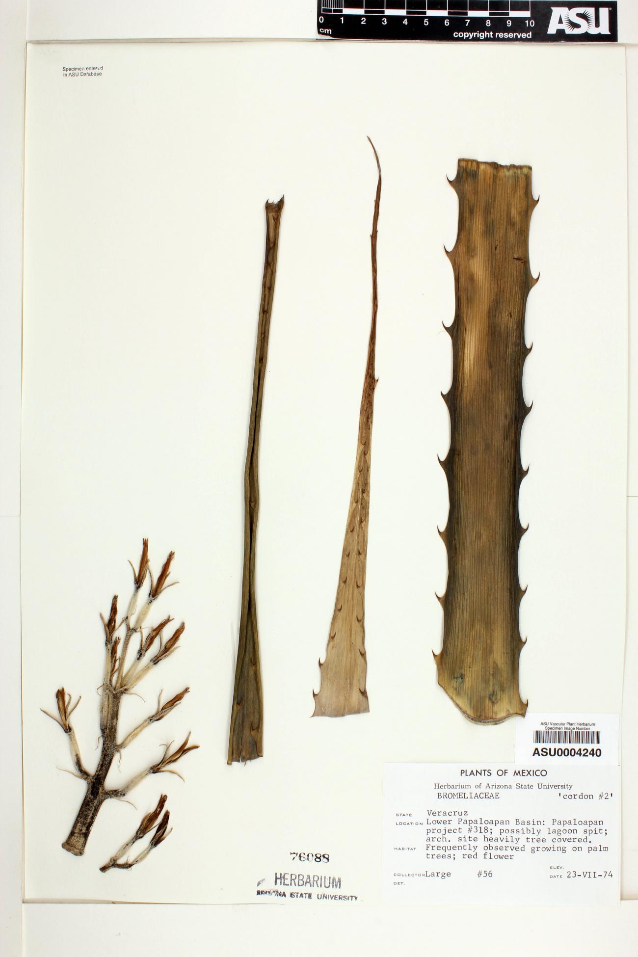 Sapindaceae image