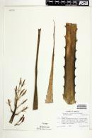 Media resource of Pancovia palustris