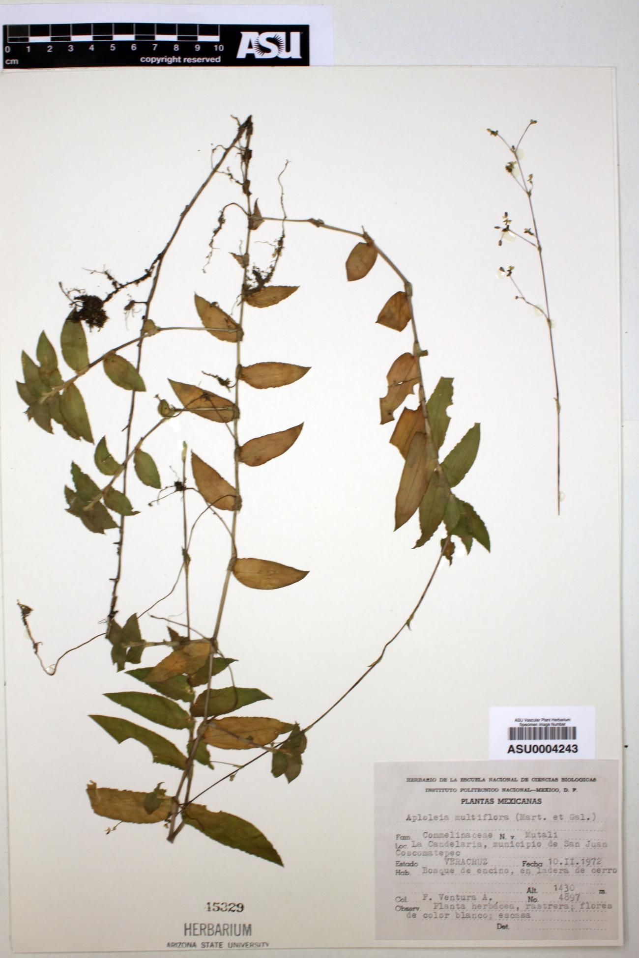 Aploleia multiflora image
