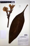 Canna generalis image