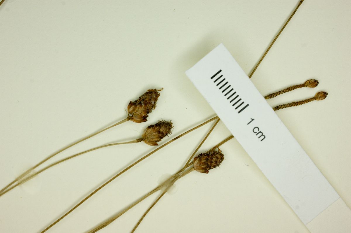 Bulbostylis conifera image