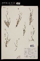 Image of Tripogandra angustifolia