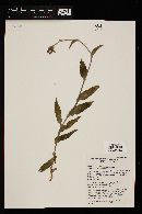 Tradescantia crassifolia image