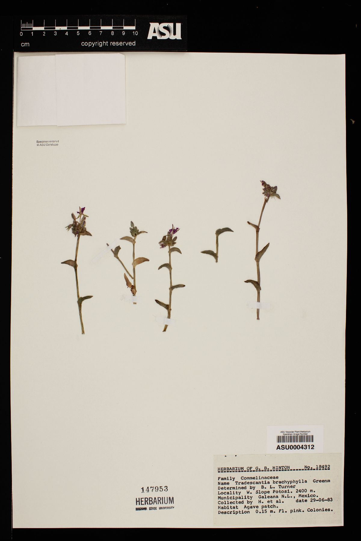 Tradescantia brachyphylla image