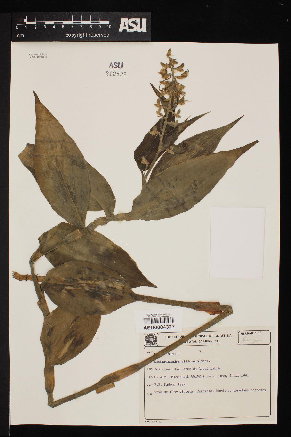 Dichorisandra villosula image