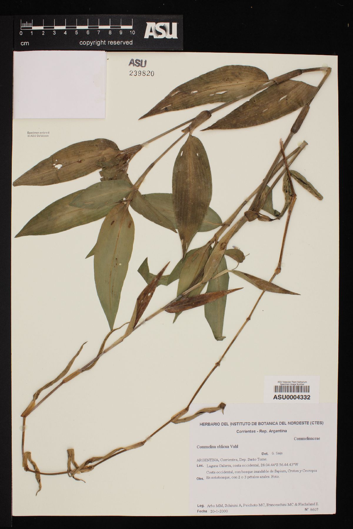 Commelina obliqua image