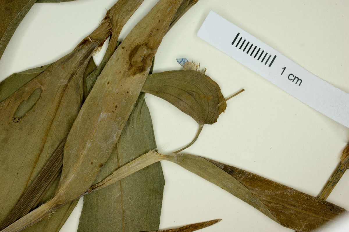 Commelina obliqua image