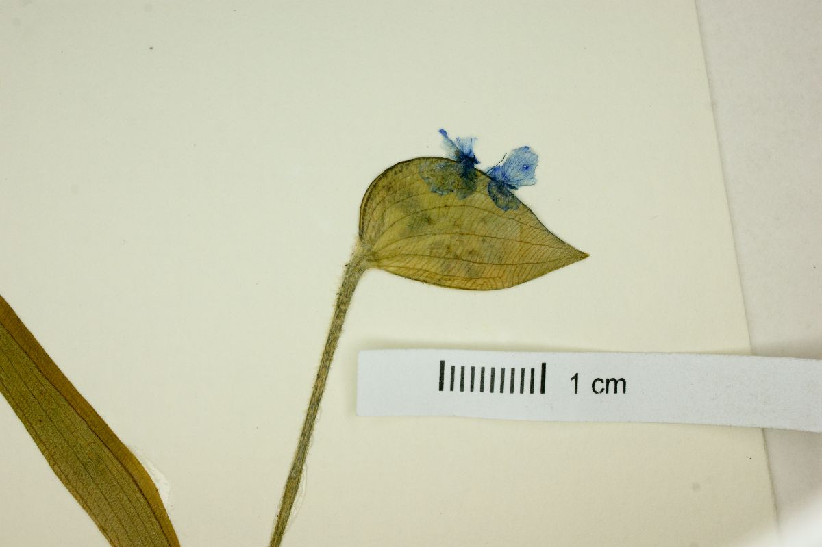 Commelina alpestris image