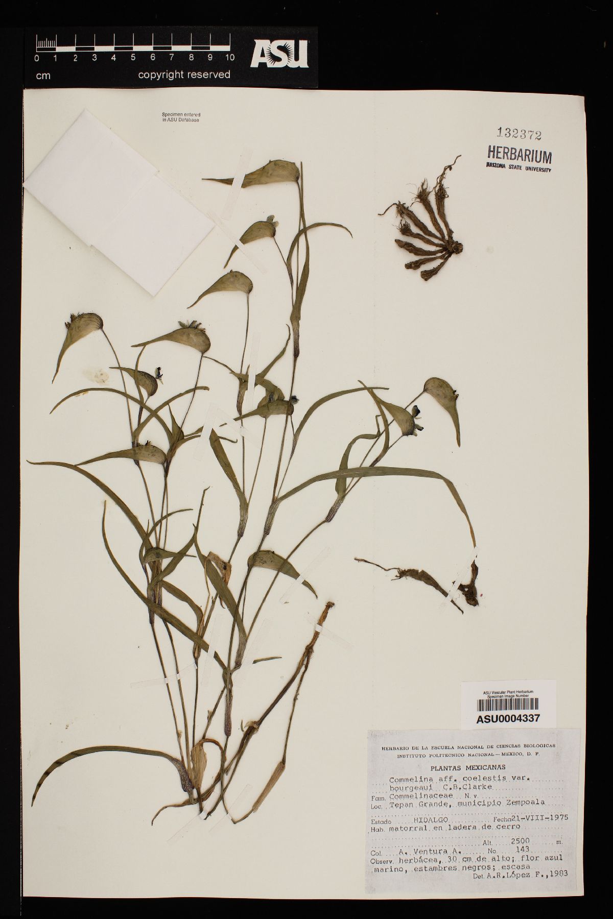 Commelina coelestis var. bourgeaui image