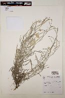 Achyrocline satureioides image