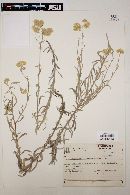 Achyrocline satureioides image