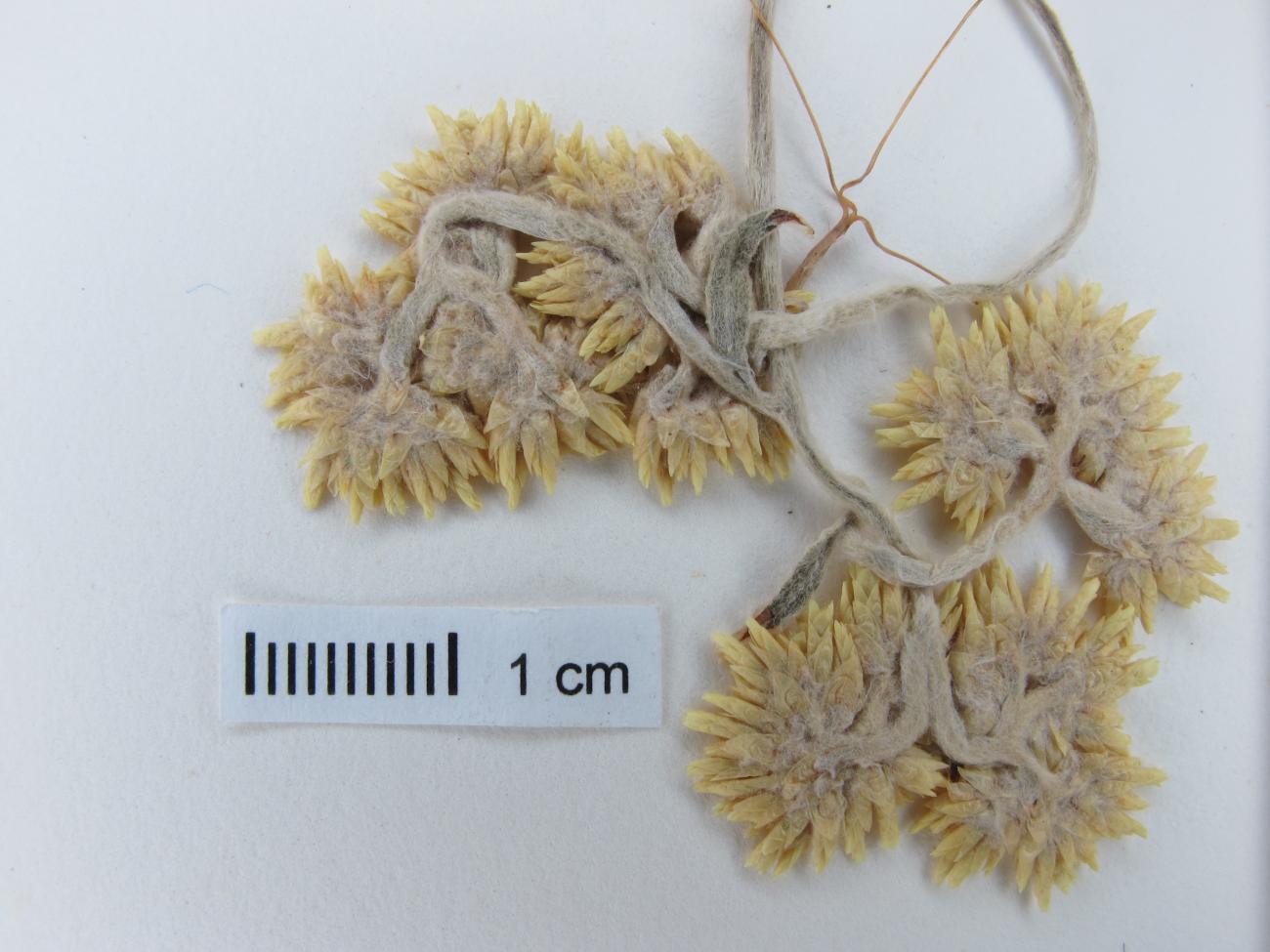 Achyrocline satureioides image