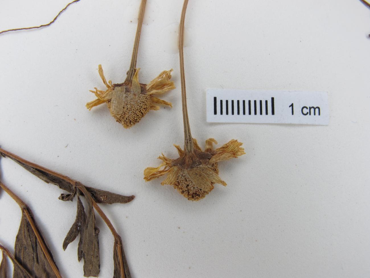 Acmella leptophylla image